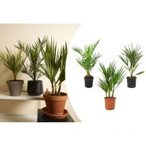 Mix aus 3 - Winterharte Palmen Mix - Washingtonia, Phoenix, Chamaerops - Winterharte Palme - Gartenpflanzen - 40-50 cm Hoch - Topf 14 cm - Bloomique