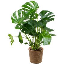 Bloomique - Monstera Deliciosa - Fensterblatt - Zimmerpflanzen - Pflegeleicht - Luftreinigend - Höhe 70-80 cm - Mit Seegras Korb 21 cm