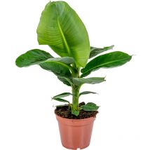 Musa Oriental Dwarf - Bananenpflanze - Zimmerpflanzen - Pflegeleicht - Haustierfreundlich - Höhe 60-70 cm - Topf 17 cm - Bloomique