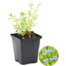 Bloomique - Myosotis Palustris - Sumpfvergissmeinnicht - Teichpflanzen Winterhart - Wasserpflanzen - Zone 1-2 - Höhe 10-20 cm - Topf 9 cm