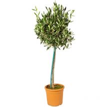 Olea Europaea - Olivenbaum auf Stamm - Gartenpflanzen - Winterhart - Inklusive Pflanzennahrung - 80-100 cm Hoch - Topf 19 cm - Bloomique