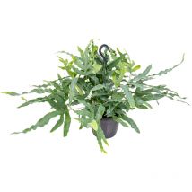 Phlebodium Blue Star - Goldtüpfelfarn - Hängepflanze - Zimmerpflanzen - Pflegeleicht - Luftreinigend - Höhe 20-30 cm - Hängetopf 17 cm - Bloomique