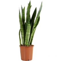 Sansevieria Zeylanica - Bogenhanf - Sukkulenten - Zimmerpflanzen - Sehr Pflegeleicht - Höhe 80-100 cm - Topf 21 cm - Bloomique