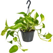 Bloomique - Scindapsus Marble Queen - Efeutute - Hängepflanze - Auch geeignet als Kletterpflanze - Zimmerpflanzen - Luftreinigend - Pflegeleicht