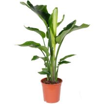 Strelitzia Nicolai - Strelitzie Pflanze - Paradiesvogel Pflanze - Paradiesvogelblume - Zimmerpflanzen Groß - Grünpflanzen Luftreinigend - Höhe 70-80