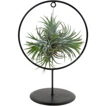 Tillandsia im Zierring - Zimmerpflanze - Luftpflanzen Echt - Tillandsien - Sehr Pflegeleicht - Höhe 30cm - Bloomique