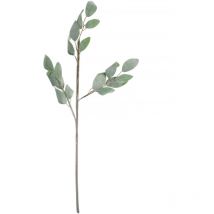 Blume Lefelo