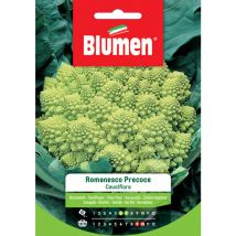 Semi cavolfiore romanesco precoce Blumen t sementi orto