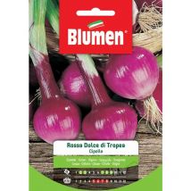 Semi cipolla rossa dolce di tropea Blumen