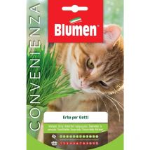 Semi erba gatta Blumen