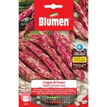 Semi fagioli borlotti nani lingua di fuoco Blumen sementi orto