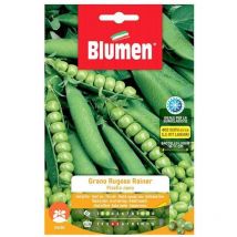 Semi di piselli nani grano rugoso rainier Blumen