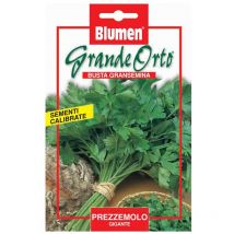 Semi prezzemolo gigante maxi orto Blumen