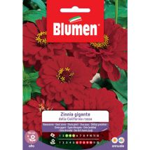 Semi zinnia gigante della california rossa Blumen sementi fiori