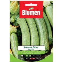 Semi zucchino genovese chiaro Blumen sementi orto