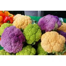 Blumenkohl Samen 500 Stück – Alte Sorten Für Gemüseanbau, Garten Und Einfache Heimkultur