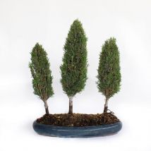 Bonsai Cupressus Sempervirens - Boschetto 3 Cipressi - h 40-45 cm Vaso ø 33 cm