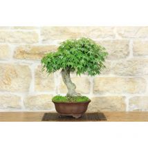 Pollice Verde - Bonsai di Acero Palmato (53)