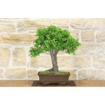 Pollice Verde - Bonsai di Albicocco selvatico (33)