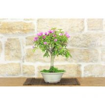 Pollice Verde - Bonsai di Bougainvillea Sanderiana (109)