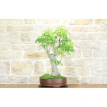 Pollice Verde - Bonsai di Chorisia (66)