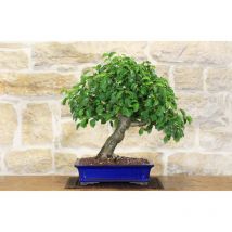 Pollice Verde - Bonsai di Ciliegio Selvatico (152)