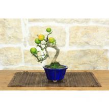 Bonsai di Citrus Myrtifolia (Chinotto) (101)