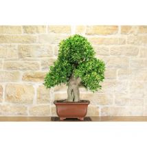 Pollice Verde - Bonsai di Evonimus Japonico (1)