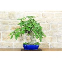 Pollice Verde - Bonsai di Fico (69)