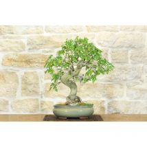 Pollice Verde - Bonsai di Gelso (62)