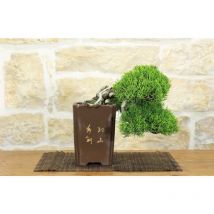 Pollice Verde - Bonsai di Ginepro Itoigawa (112)