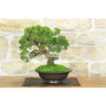 Pollice Verde - Bonsai di Ginepro Itoigawa (117)
