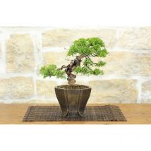 Bonsai di Ginepro Itoigawa (95)