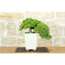 Bonsai di Ginepro Procumbens (18)