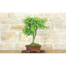 Bonsai di Kaki giapponese (3)
