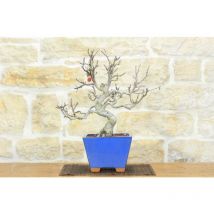 Bonsai di Melo selvatico (129)