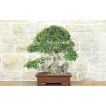Bonsai di Mirto Pumila (34)