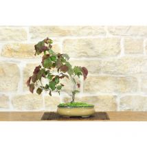 Bonsai di Nocciolo Contorto a foglia rossa (19)