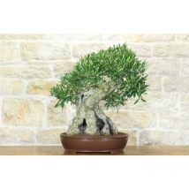 Pollice Verde - Bonsai di Olivo (171)