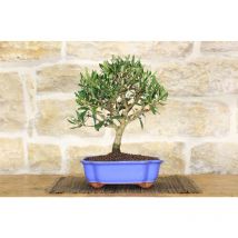 Bonsai di Olivo in vaso a nuvola azzurro