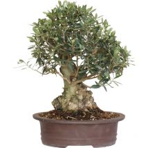 Bonsai di Olivo - Olea Europaea - Piante Vere da Frutto - h 50-60 cm Vaso ø 35 cm