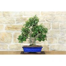 Pollice Verde - Bonsai di Quercia - Leccio (90)