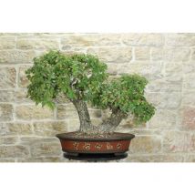 Pollice Verde - Bonsai di Quercia Roverella (43)