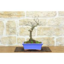 Bonsai di Quercia Roverella (47)