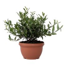 Plant In A Box - Olivier - Olea europaea - Hauteur 30-40cm - 21cm