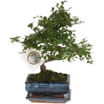 Plant In A Box - Bonsaï - Zelkova serrata - Hauteur 20-25cm - 15cm