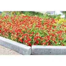 Classgarden - Bordillo de Pizarra Patinada xl 50 cm - Pack 16 pièces - 8 metros