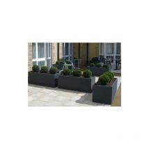 Bosso a palla 'Buxus microphylla Faulkner' pianta in vaso 30 cm h. 40/45 cm