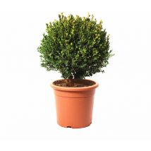 Bosso a Sfera - Buxus Microphylla Faulkner - h 40-50 cm Diametro Cespuglio 30-35 cm Vaso ø 24 cm