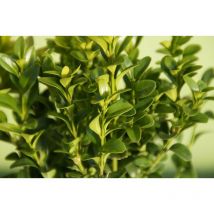 Bosso Buxus sempervirens vaso 15cm h 40 cm
